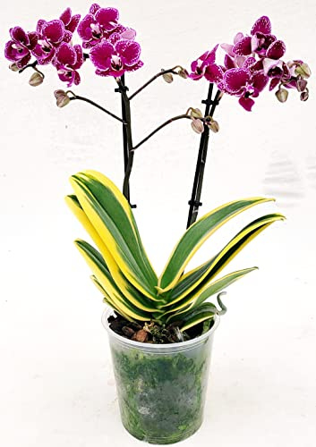 POWERS TO FLOWERS - PHALAENOPSIS ORCHIDEA VARIEGATA, 2 steli, pianta vera
