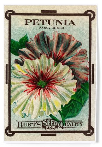 Lantern Press 8x12 Art Print, Petunia Seed Packet