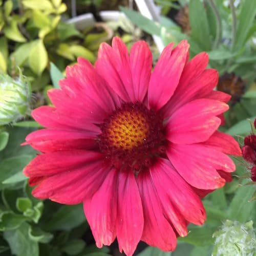 kokardenblumesamen steingartenpflanzen winterhart kokardenblume bio blumenbeet frühlingsblume gartenblumen, kräuterpflanzen schnittblumen 300pcs