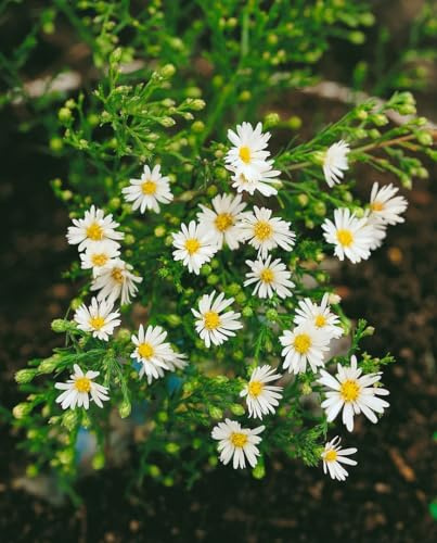 Aster ericoides 'Weißer Zwerg' 9x9 cm Topf – Winterhart, Mehrjährig, Pflegeleicht – Heideaster – Staude für Beet & Rabatte