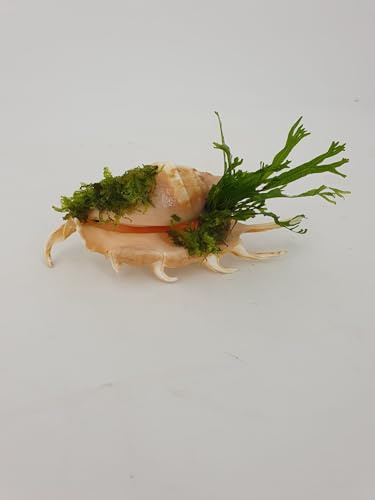 SAHAWA Aquarium Deko Wunderschönes Garnelenbäumchen Echte Muschel 10-12 cm mit Echtem Farn oder Anubias und Moos Bepflanzt Handmade für Nano