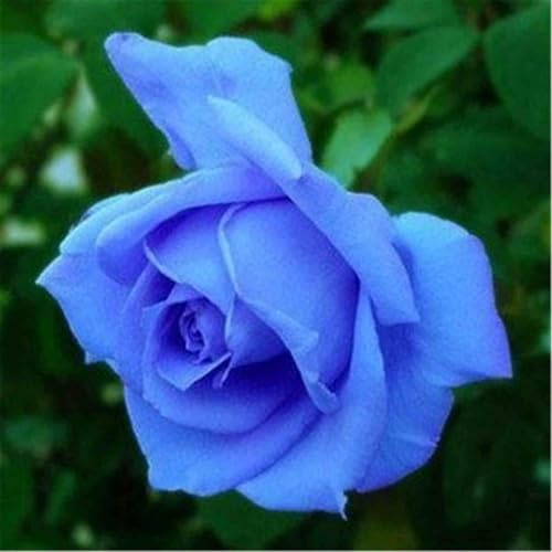 Rosa de exterior/Rosa perenne/Fragante, florece todo el año/Perenne resistente-1 ROOT-C