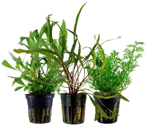 AquaOne Aquarium Pflanzen Set mit 3 volldurchwurzelten Hintergrundpflanzen | Hintergrund Aquarienpflanzen, Ceratopteris Cryptocoryne Hygrophila