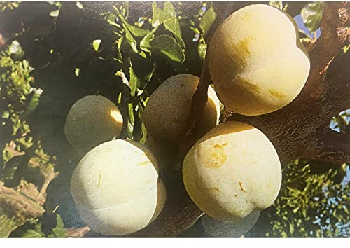 Vivai le Georgiche - Pianta vera di Susino Genova Prunus domestica 'Genova' Prugna Genova - vaso Ø 20 cm - altezza alla vendita 160-180 cm
