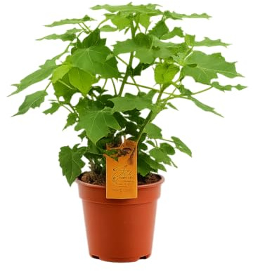 Zimmerlinde 40 cm - Sparmannia africana - Pflegeleichte Zimmerpflanze für gesundes Raumklima - Luftreinigung & Grüner Blickfang