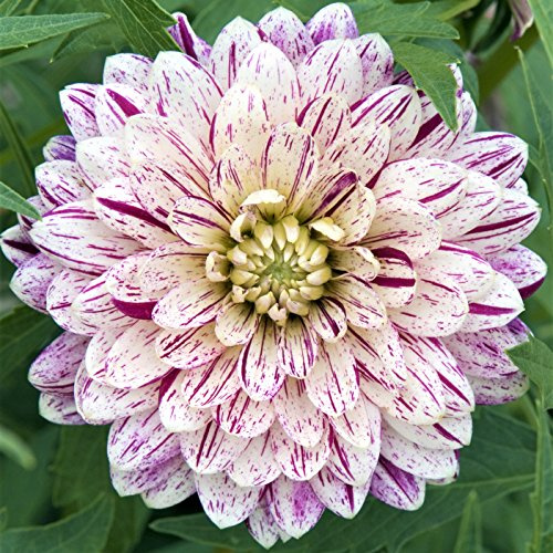 Easy to Grow Dahlia Smokey 3 Tuber Clumps - Large Purple & White Flowers Blooms in Summer to Fall Sun, Plant in Spring