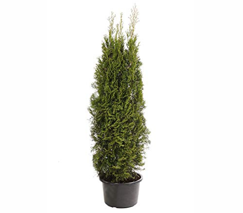 Dehner Thuja Smaragd, immergrün, ca. 125-150 cm, 23 l Topf, Heckenpflanze