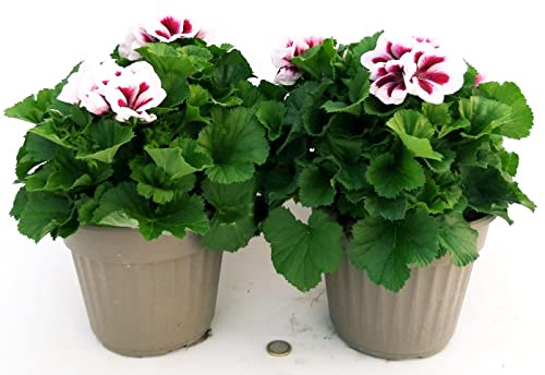 POWERS TO FLOWERS - GERANIO IMPERIALE, PELARGONIUM GRANDIFLORUM, 2 PIANTE, BIANCO CON OCCHIO, VASO 17CM DIAMETRO, piante vere