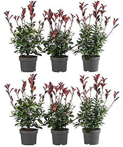 Dehner Purpur-Glanzmispel Red Robin, für 2 Meter Hecke, 40-60 cm, 6 x 5 l Topf, Heckenpflanze
