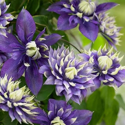 Plant Theory 60cm Cane Clematis Taiga Purple Flowering Vine Climbing Plant 3L Pot