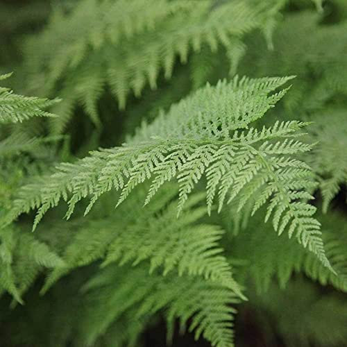 Plant Theory 2L Pot Lady Fern Athyrium Filix-Femina Hardy Outdoor Ferns Jungle Plant Trunks
