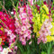 Aachondra 50 pezzi di semi di fiori di gladiolo misti