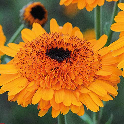 Calendula ‘Crown Orange’ (English Marigold) 1 Packet (50 Seeds) by Thompson and Morgan