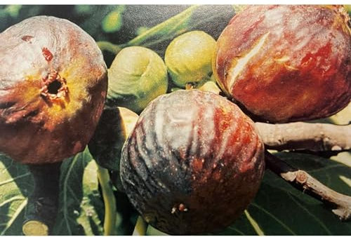 Fico Cerreto. Garden Talamonti