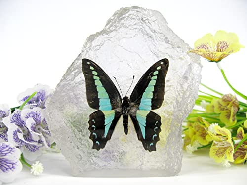 Echter, sorgfältig präparierten Schmetterlingin Kunstharz gegossen. Dekorativ und selten. Bewahren Sie sich die Schönheit der Natur (Common Bluebottle 01)