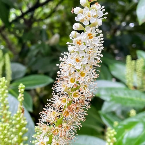 semillas de laurel, para lugares soleados balcón resistentes semillas para el jardín verdes un 35pcs