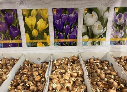 Crocus Bulbi da Fiore, Confezione da 100, Colori Misti Assortiti, Fiori Primaverili da Giardino per Piantumazione