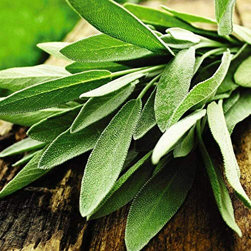 Sage Herb Seeds Salvia officinalis English Sage Hardy Shrub Herb Garden Plants Easy to Grow Your Own 1 Packet of 75 Seeds by Thompson and Morgan