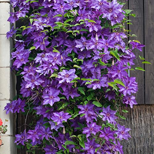 Bloomique - Lot de 2 - Clematis 'The President' - Clématite violette - Plantes grimpantes - Plantes de jardin - Rustiques - 50-70 cm de haut - Pot 15 cm