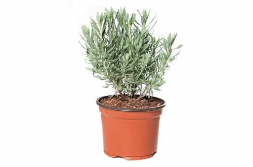 Flor de Lavanda - Lavandula - Planta Natural - Planta Viva