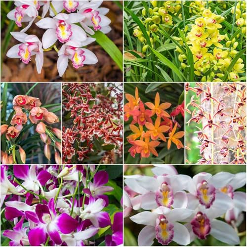 semillas de orquídeas - semillas interior jardín orquídeas de jardín para 160pcs