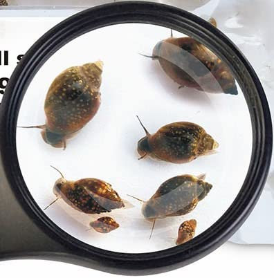 Lebendfutter Verschiedene Sorten Fischfutter SAHAWA zur Auswahl 45ml oder 90 ml (Blasenschnecken 90 ml)