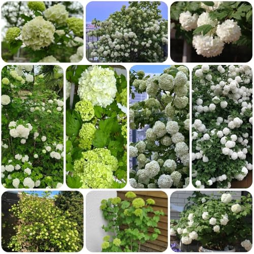 Semi di ortensia palla di neve - arbusti ti resistenti regali per gli amanti del giardino giardino serre da balcone rare semi estivi vecchie varietà 200pcs
