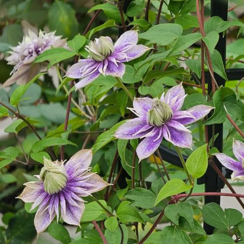 6zwiebeln clematis blumenzwiebeln kletterpflanzen bodendecker winterhart mehrjährig frühlingsblumen, minigarten herbstpflanzen blühend