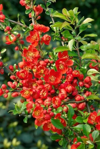 Chaenomeles japonica 'Cido Red' 30-40 cm – Winterhart, Mehrjährig, Pflegeleicht – Zierquitte – Heckenpflanze für Garten & Beet