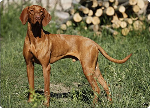 Nanyuk +++ Magyar Vizsla - SCHNEIDEBRETT Dekoteller Glasbrett Dekoglas - Mag 01
