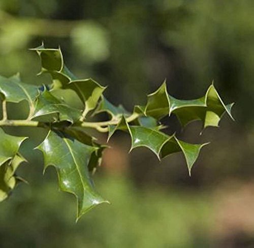 Hochstamm Stechpalme Ilex Heckenpracht® 80-100cm - Ilex meserveae