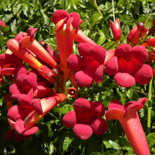 AMDGarden BIGNONIA ROSSA Atropurpurea Tromba d'Angelo Pianta Rampicante in Vaso 18 cm per Esterni
