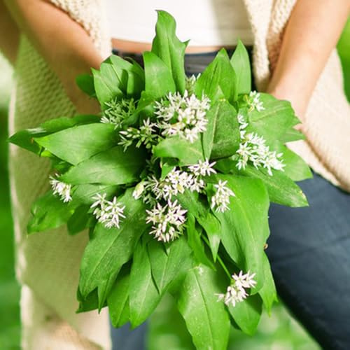 Semillas de ajo silvestre orgánico de balcón Las de ajo silvestre son resistentes Comprar de invierno 350pcs