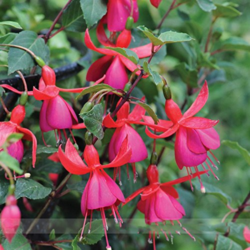 ADB Inc Hardy arbusto rampicante Fucsia 'Pink Fizz' semi di Fiore