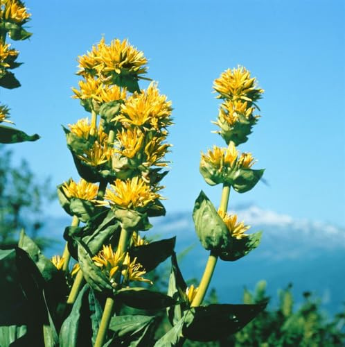 Gentiana lutea 9x9 cm Topf – Winterhart, Mehrjährig, Pflegeleicht – Gelber Enzian – Staude für Steingarten & Gartenbeet