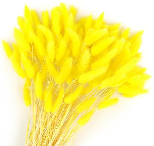 Songjum 120 Stück Getrocknete Blumen Hasenschwänze Pampasgras Natürlicher Kaninchenschwanz Getrockneter Blumenstrauß Pampasgras Dekor für Wohnkultur Boho Zuhause Dekoration Blumenarrangements（Gelb）