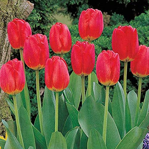 100Pcs/Bag Tulip Seed High Germination Table Decor Red Petals Outdoor Planting Garden Seedlings for Garden - Tulip Seed - Flower Seeds Vegetable Seeds Fruit Seeds Garden Plant Seeds for Planting