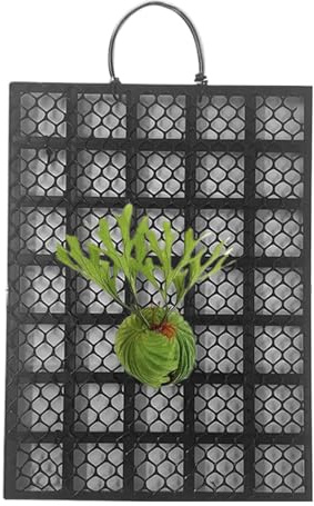 Staghorn Farn Montage Set - Geweihfarn Präsentations Wandhalterung Rahmen - Orchideen Montage Zubehör Für Innenbereich Und Außenbereich Im Wohnzimmer Schlafzimmer Garten Zuhause