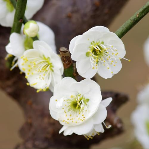 Armeniaca mume frühlingsblumen Seltene Serie bonsai Zierbaum pflanzensamen exotische stauden winterhart 10samen