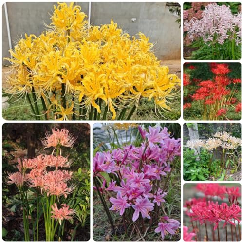 10bulbos de sangre lycoris radiata, verano de silvestres, primavera Compre de lirio araña, Los de son perennes resistentes