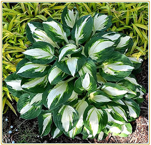 Piante hosta / Decorazione FAI-da-te / Fiori popolari in giardino / piantagione semplice-5 Rizoma