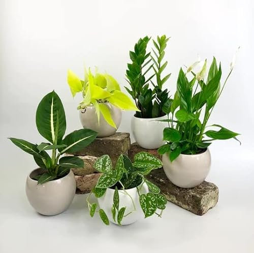 DECOALIVE | Low-Light-Pack | Set de 5 Plantas de Interior Que Necesitan Poca Luz