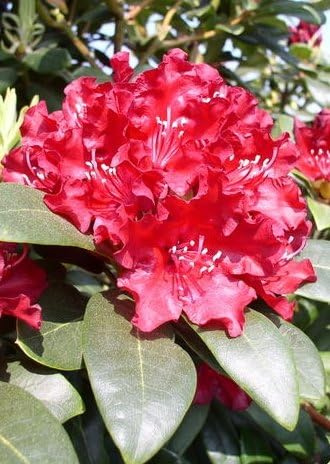 Rhododendron Hybride Sammetglut 40 cm hoch im 4 Liter Pflanzcontainer | Winterhart, immergrün & robust – langlebig und blütenreich, ideal für Beet, Kübel & halbschattige Gartenecken