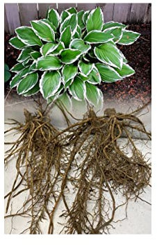 3 Hosta Undulata Albomarginata Plantain Lily Garden Hardy Bare Root Perennial Size Grade 1 : - by GARTHWAITE NURSERIES® : - UK Stockist