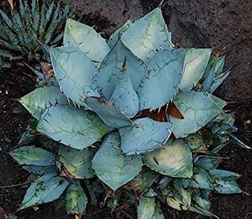 Agave TitanotaBlue bianco alabastro Agave 15 Semi:Seeds