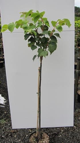 Hochstamm Winterlinde Winter Orange - Tilia cordata - Stamm 80cm + Krone