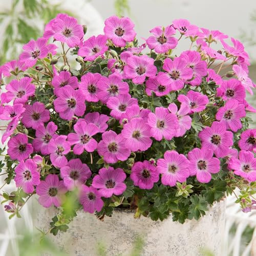 GardenersDream Géranium Rose en Pot – Plante de Jardin Florifère Rose Captivante – Géranium Vivace Résistant pour l’Extérieur (incl. Pot 11 cm)