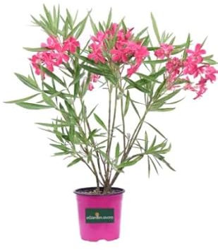 Arbusto de Adelfa Rosa Natural Nerium Oleander Planta de Exterior