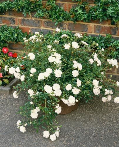 Rosa 'Swany' – Winterhart, Mehrjährig, Pflegeleicht – Bodendeckerrose – Bodendecker für Beete & Rabatten