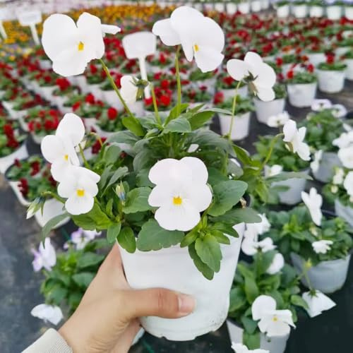 pensamientos, semillas de pensamiento de silvestres exóticas semillas tapizantes resistentes al invierno jardín interior balcón 550semillas